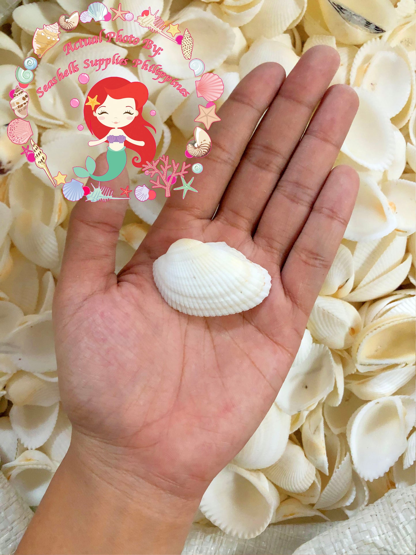 Batotoy Kulot | Granular Ark Sea Shells
