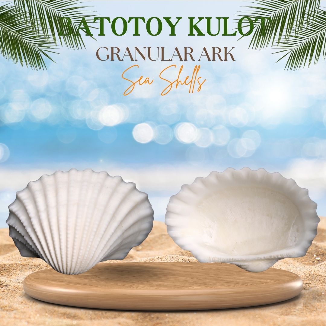 Batotoy Kulot | Granular Ark Sea Shells