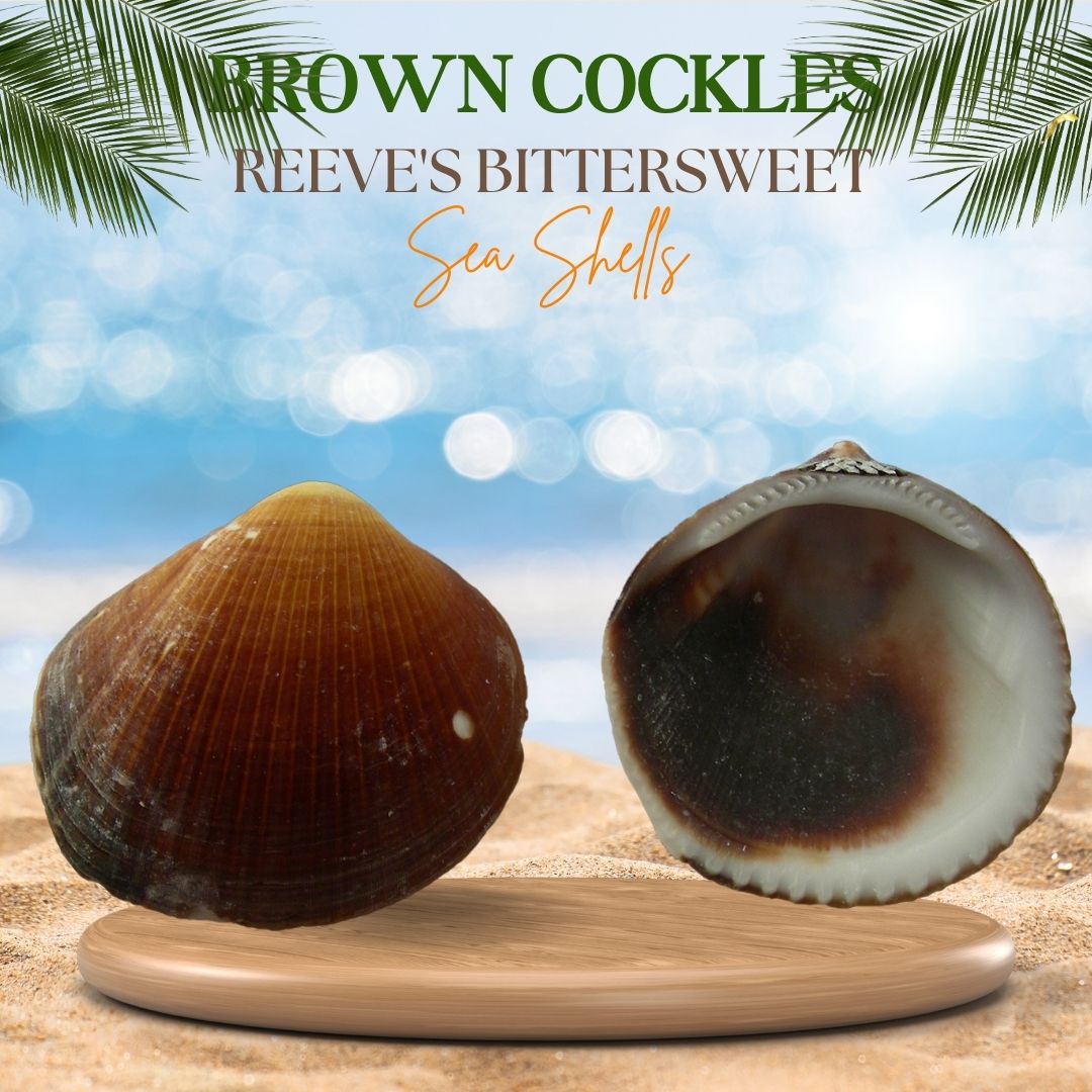 Brown Cockles | Reeve's Bittersweet Sea Shells
