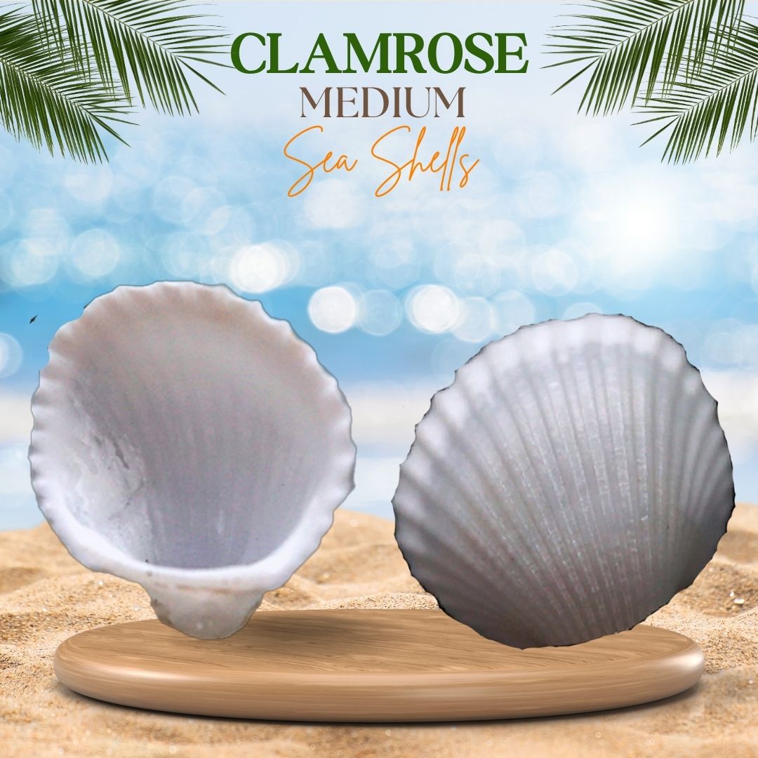 Clamrose | Anadara Pilula | Medium Sea Shells