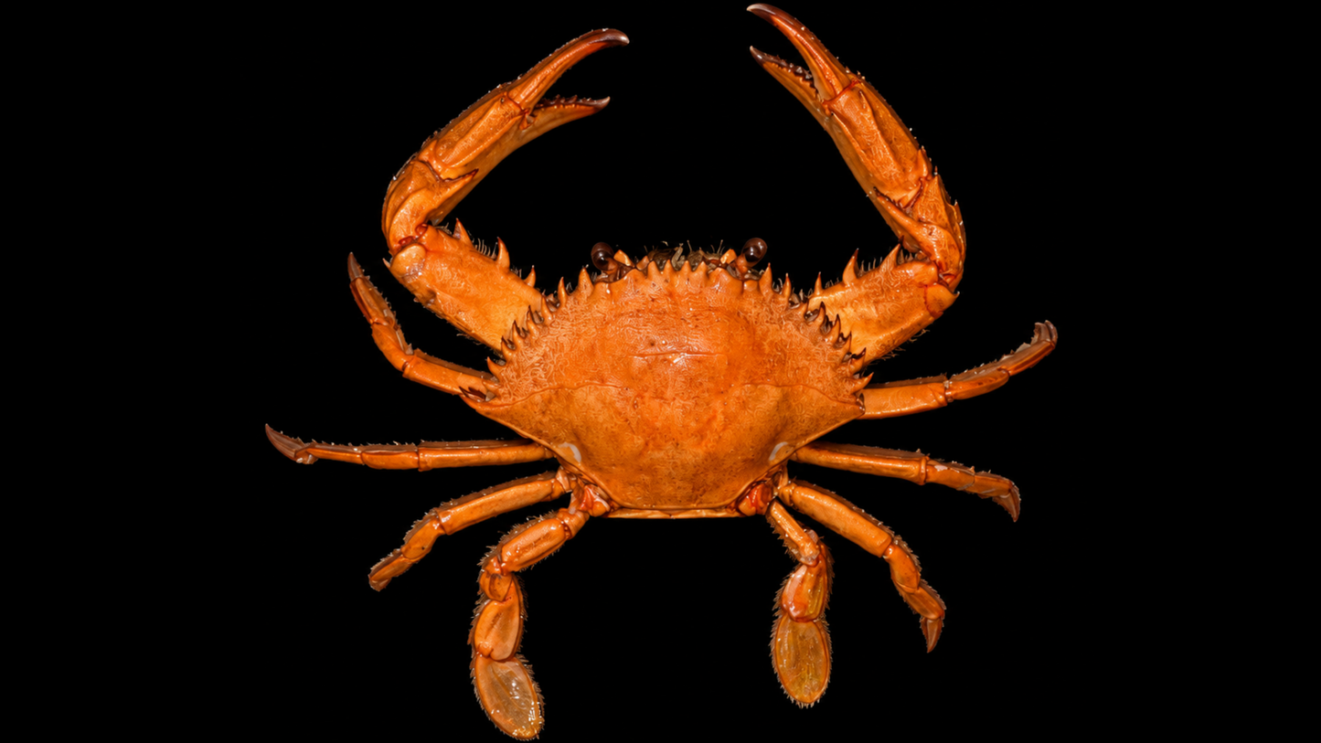 Giant Mud Crab (Scylla serrata) | Preserved Crab Specimen | Real Marine Crab