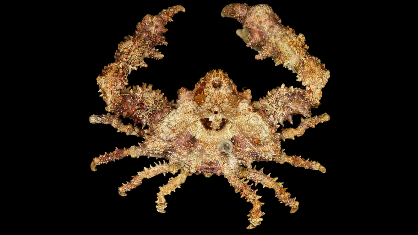 Horrid Elbow Crab (Daldorfia horrida) | Preserved Crab Specimen | Real Elbow Crab