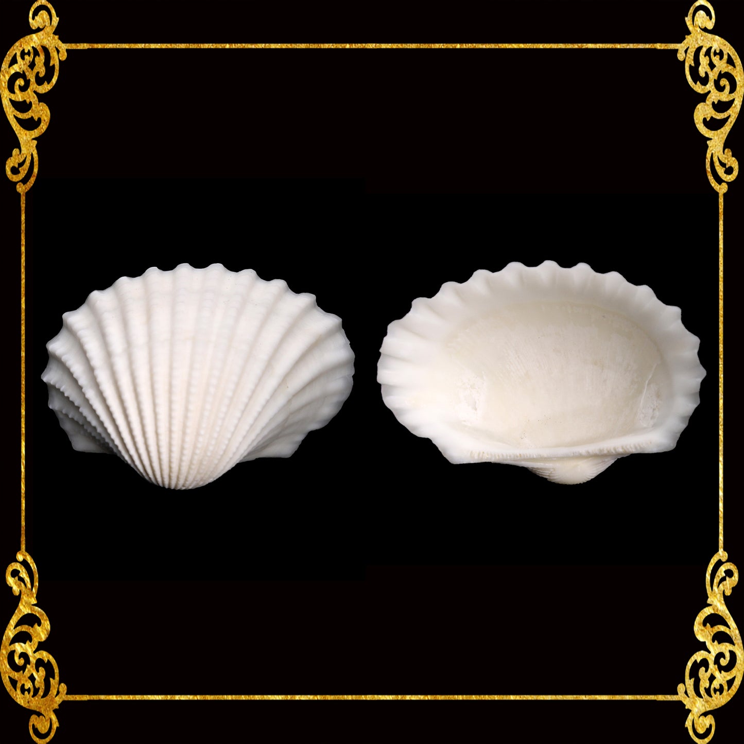 Batotoy Kulot | Granular Ark Sea Shells