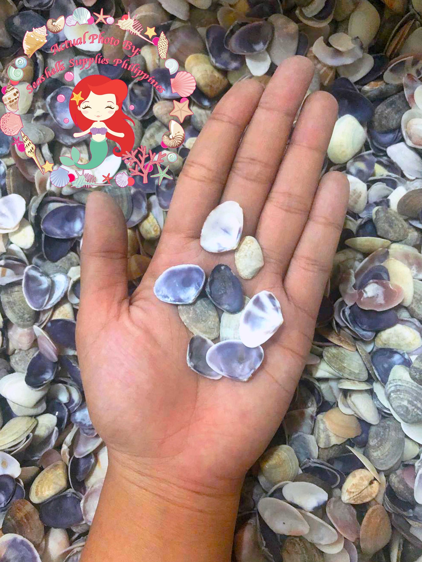 Caycay | Violet Mactra | Thick Sea Shells
