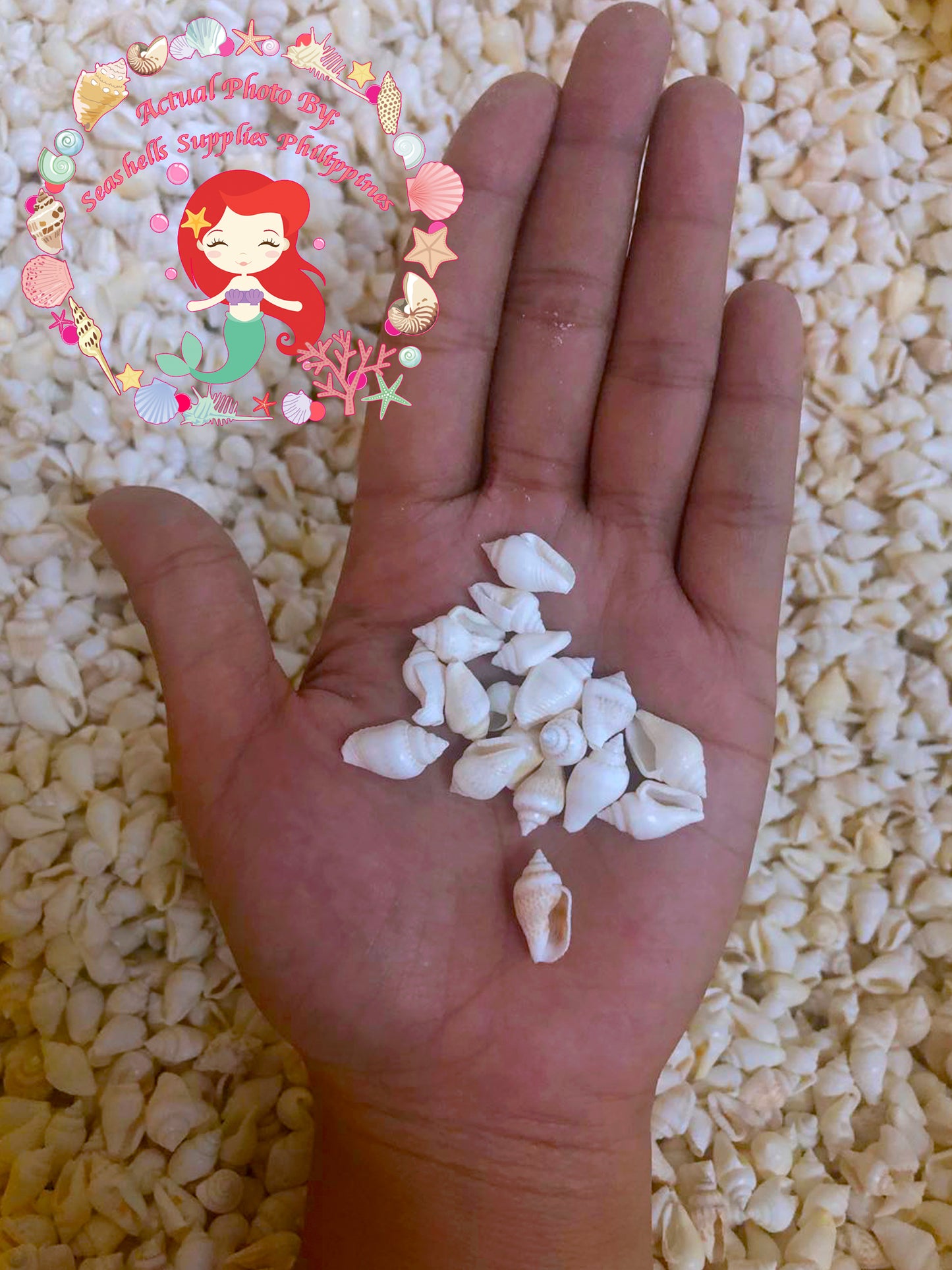 Palay | Dotted Columbella Mercatoria Shell | White Sea Shells