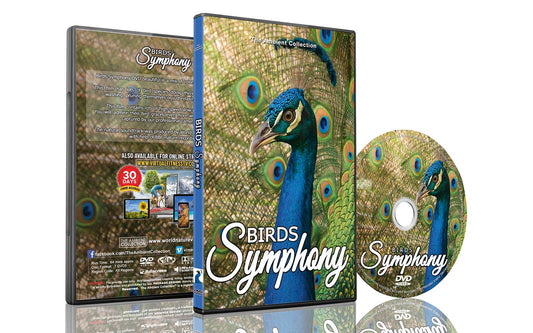 Birds Symphony