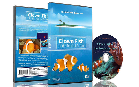 Clown Fish