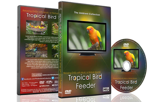 Tropical Bird Feeder