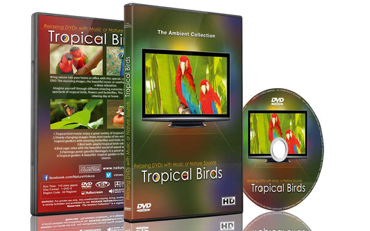 Tropical Birds