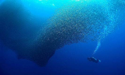 Filming the Famous Sardine Run in Moalboal, Philippines