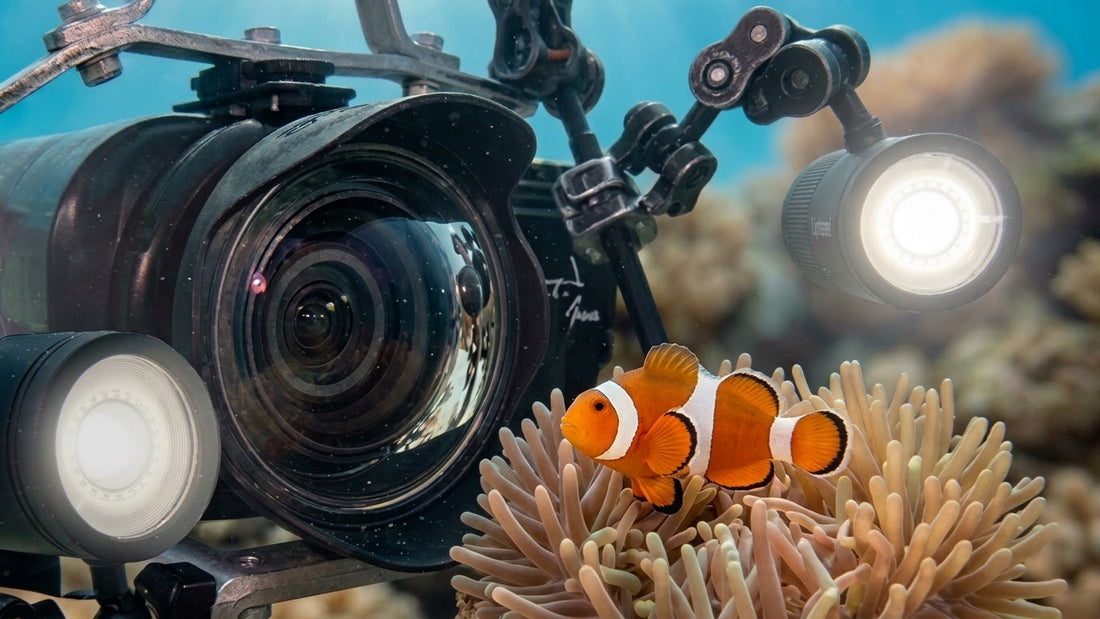 Filming Clownfish Underwater – The Challenge Behind the Perfect Shot