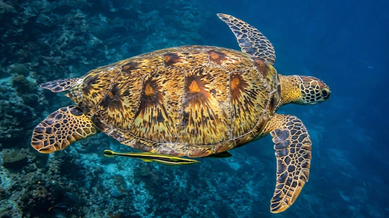 Underwater