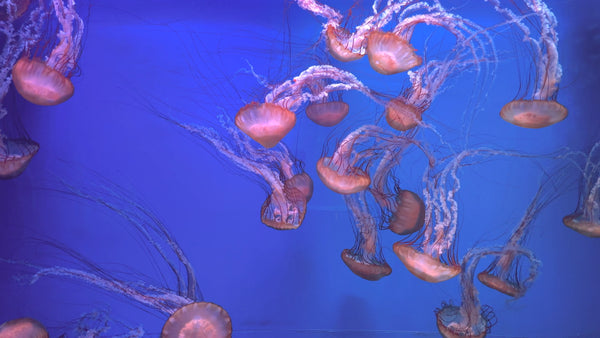 30 Minutes Black Nettle Jellyfish – The Dark Elegance of the Deep