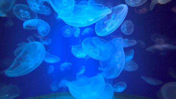30 Minutes of Moon Jellies in Motion: A Symphony of Color