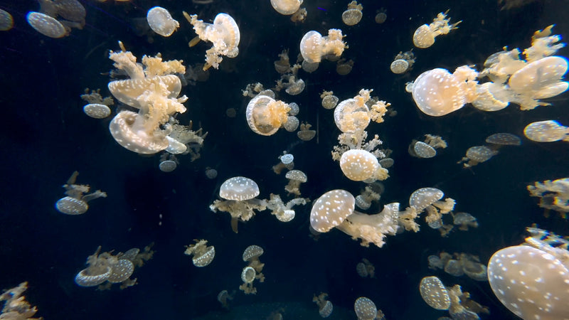 30 Minutes of Spotted Jellyfish in 4K | Ocean Meditation