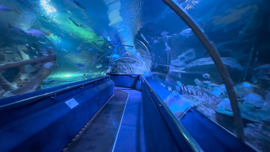 Virtual Walk - Sea and Freshwater Underwater Tunnel