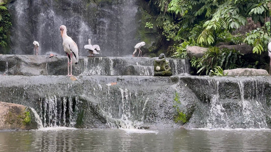 Nature Walk in World Largest Bird Aviary - Walk with the Tropical Birds