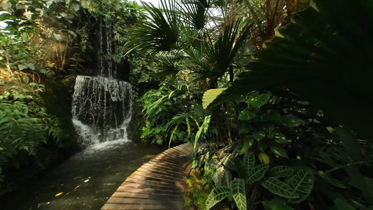 Virtual Walk - Botanical Glasshouse Tour Thailand
