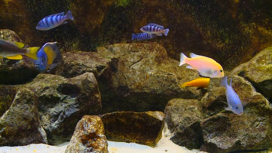 AQUARIUM TV - Malawi Aquarium 3