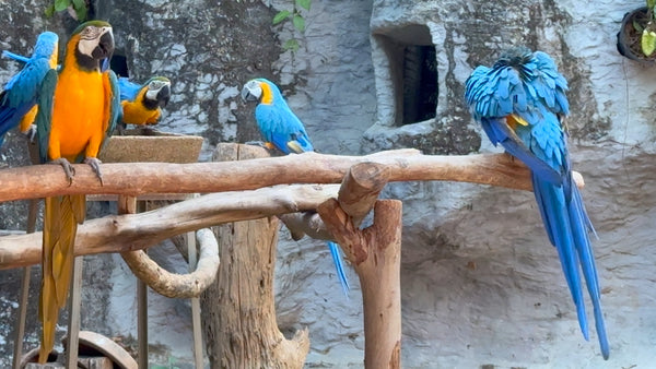 ANIMAL TV  - 1 Hour Blue Yellow Macaw and Salmon Crested Cockatoo