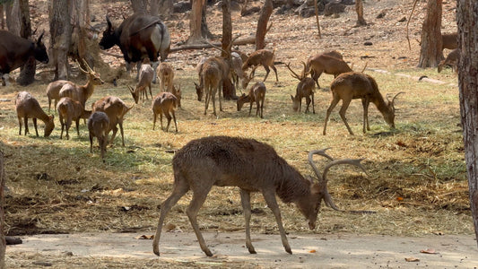 ANIMAL TV - 1 Hour Deer with Nature Sounds