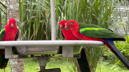 ANIMAL TV - 2 Hours of Bird Feeders in Bird Paradise