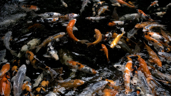 ANIMAL TV - 4K Slow Motion Koi Pond with Calming Water Sounds