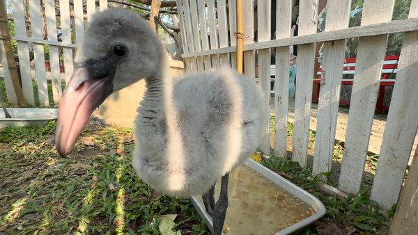 ANIMAL TV - Adorable Baby Flamingos
