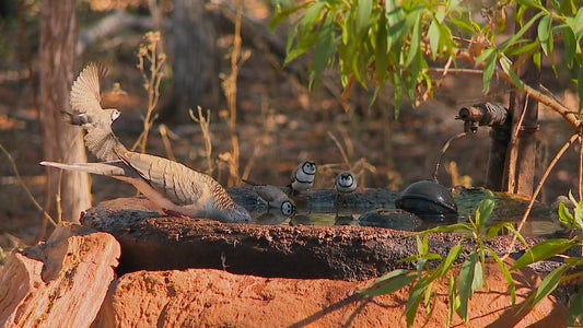 ANIMAL TV - Bird Bath with Bird Sound