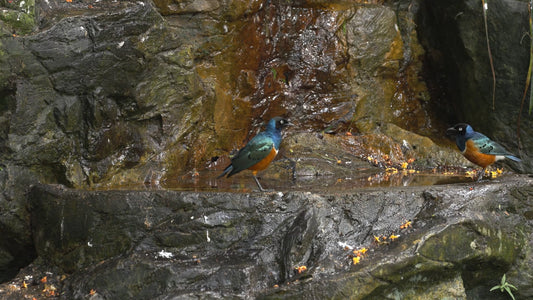 ANIMAL TV - Bird Bath with Soothing Piano Music