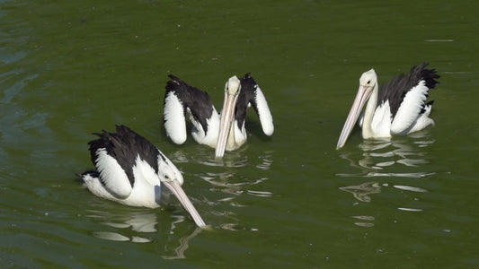 ANIMAL TV - Bird Symphony - Lakes Waterbirds with Nature Sounds