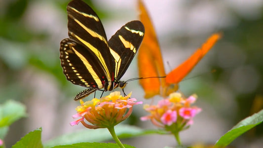 ANIMAL TV - Butterflies and Flowers with Jungle Sounds