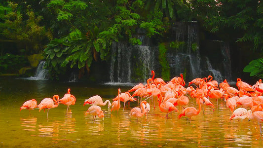 ANIMAL TV - Cute Flamingos without Sound
