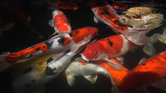 ANIMAL TV - Koi at Chiang Mai Zoo - Thailand