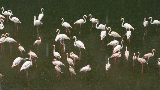 ANIMAL TV - Rain Sounds - 1 Hour Rain with Tropical Birds