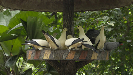 ANIMAL TV - Tropical Bird Feeder