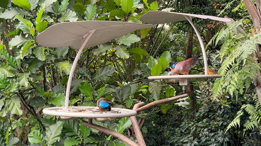 ANIMAL TV - Tropical Bird Feeder in Bird Paradise - Singapore