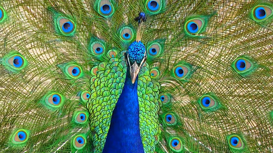 ANIMAL TV - Tropical Birds and Butterflies with Nature Sound