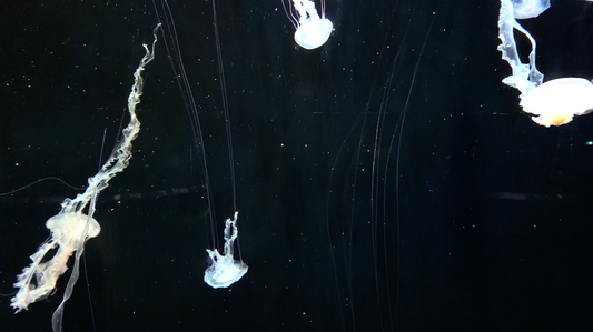 AQUARIUM - Black Nettle