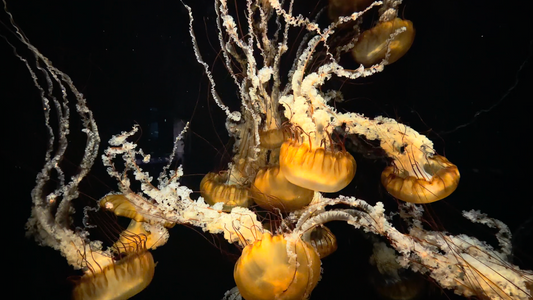 AQUARIUM - Pacific Sea Nettle 1