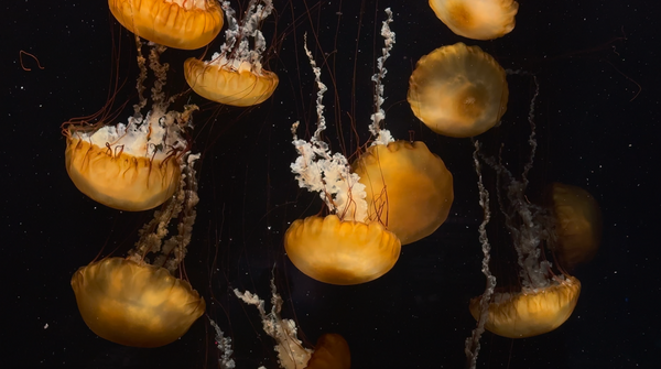 AQUARIUM - Pacific Sea Nettle 2 - Slow Motion