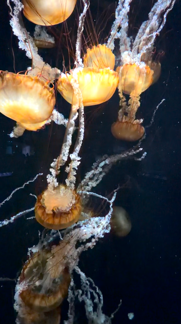 AQUARIUM - Vertical Video - Pacific Sea Nettle