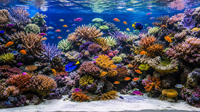 AQUARIUM