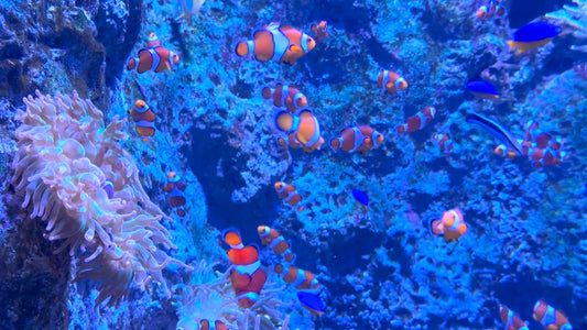 AQUARIUM TV - 1 Hour of Beautiful Clownfish and Coral Reef with Ocean Sounds and Relaxing Music