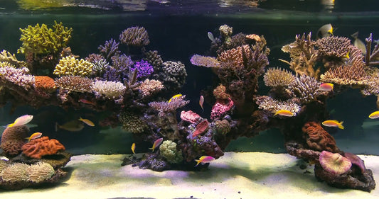 AQUARIUM TV - 2 Hour Tropical Reef Aquarium with Water Sounds