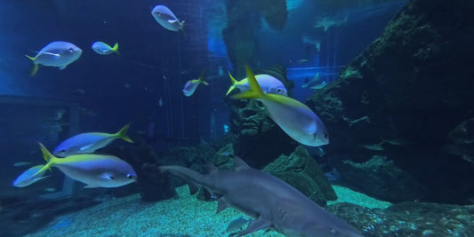 AQUARIUM TV - 360 VR Aquarium Shark Tank with Stingrays