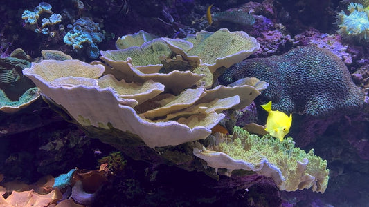 AQUARIUM TV - Great Barrier Reef Aquarium - 4 Different Views with Relaxing Music