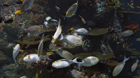 AQUARIUM TV - Active Coral Reef Aquarium with Water Sounds and Relaxing Music