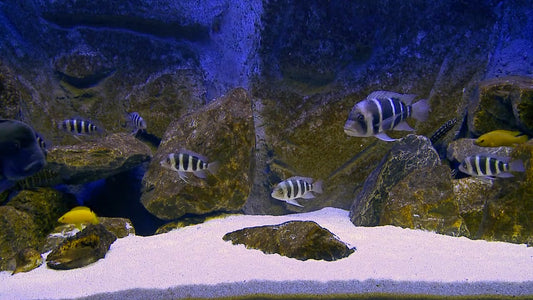 AQUARIUM TV - Aquarium - Tanganjika 1