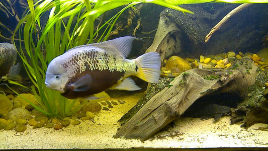 AQUARIUM TV - Aquarium Americas Fishes 1